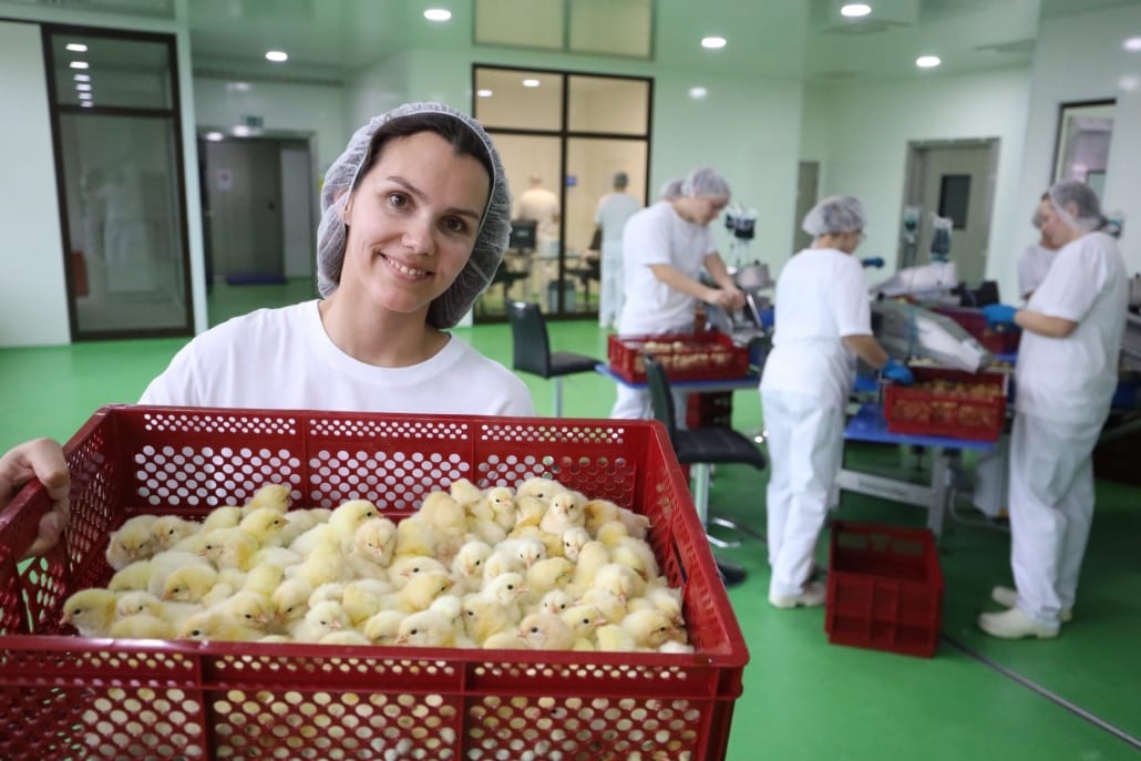 Sustainable hatchery BIO Furstenhof hatches first HatchCare chicks